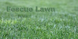 Nashville Fescue Lawn