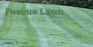 Fescue Lawn from a distance in Nashville