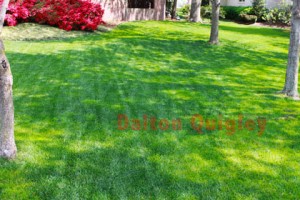 Lawn Care image