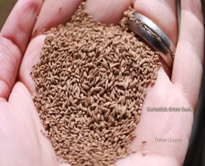 Nashville Bermuda Grass Seed