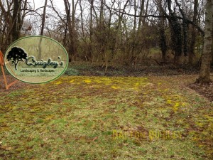 What can be done about Moss in lawns?
