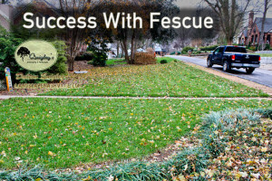 Success-with-fescue-nashville-brentwood-franklin-spring-hill-nolensville-tn